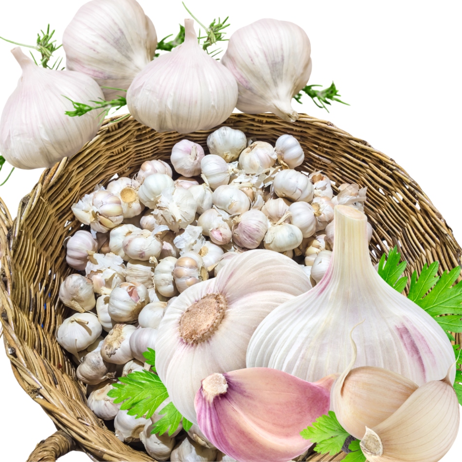 Levně Česnek Polský Harnaś Zimní od farmáře pro potraviny Velký 60-65 mm 1 kg