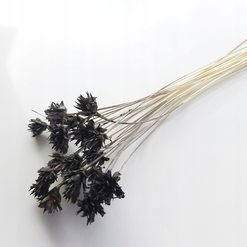 

Hill flower czarny kwiaty suszone Miła Odmiana