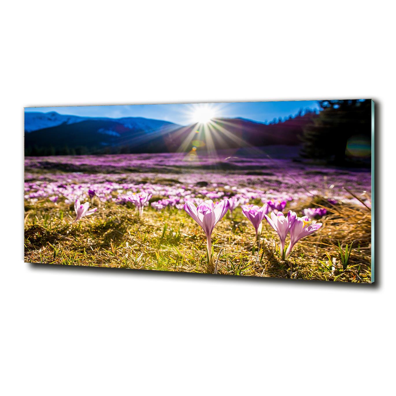 Fotoobraz skleněný velký Krokusy na mýtině 125x50