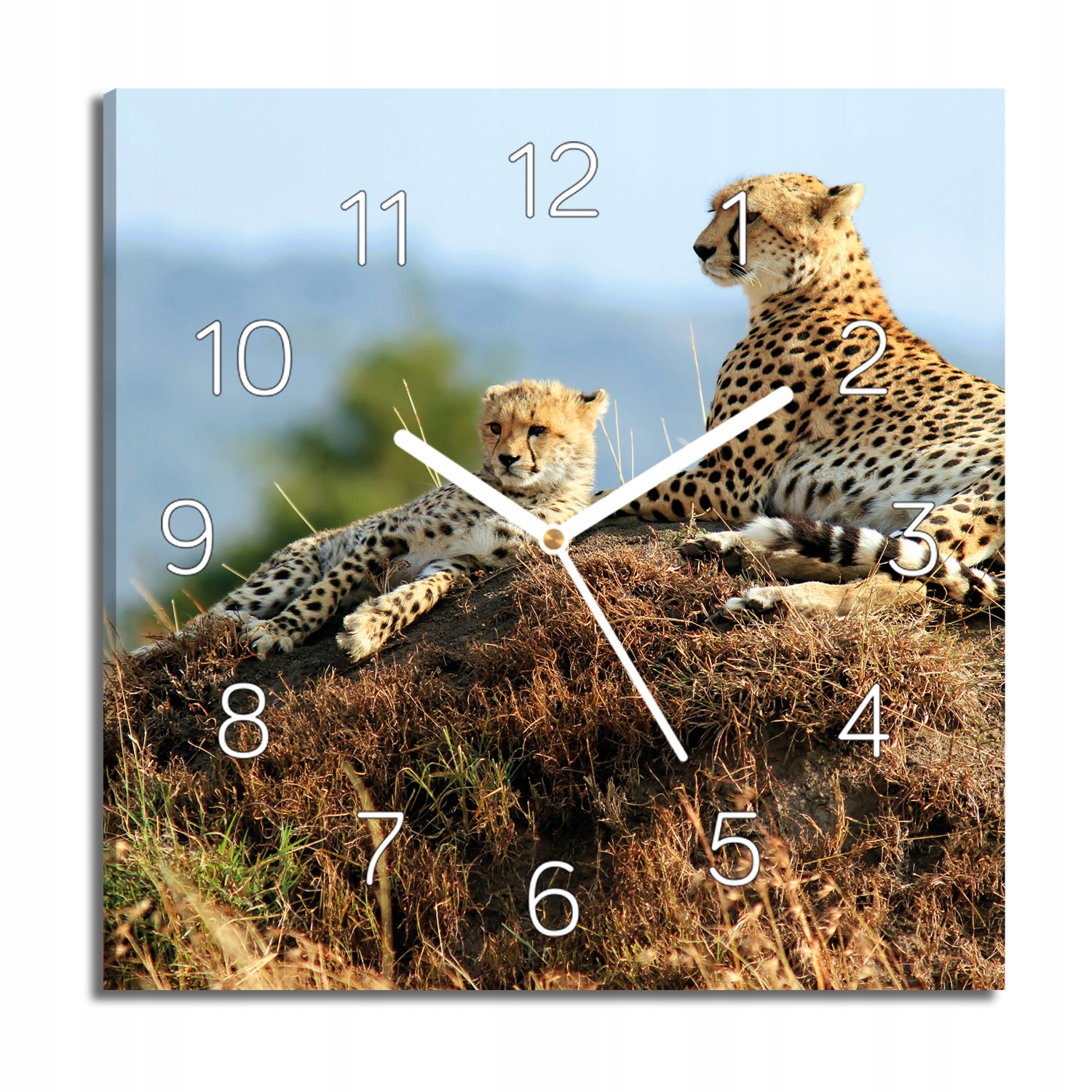 hodiny canvas Gepardy savana s fotografií 30x30