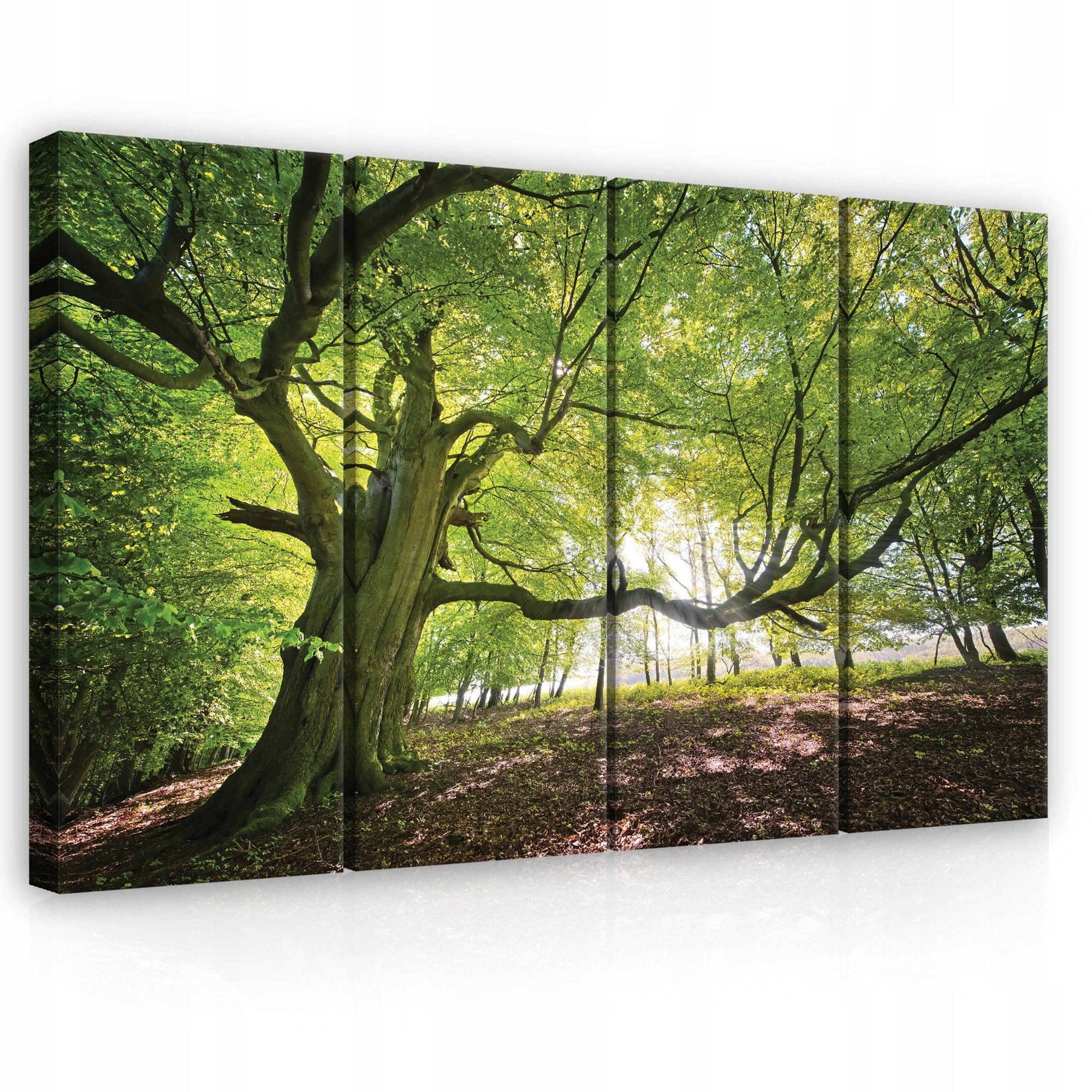 Obraz 120x80 Starý strom les slnečné svetlo príroda zelená pokoj