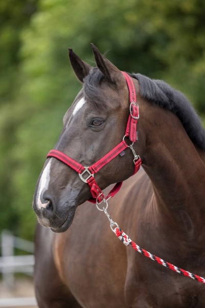 Pony 1 UZDA KANTAR DLA KONIA KONI NYLONOWY JEŹDZIECKI Z KARABIŃCZYKIEM Kod producenta KANTAR CZERWONY