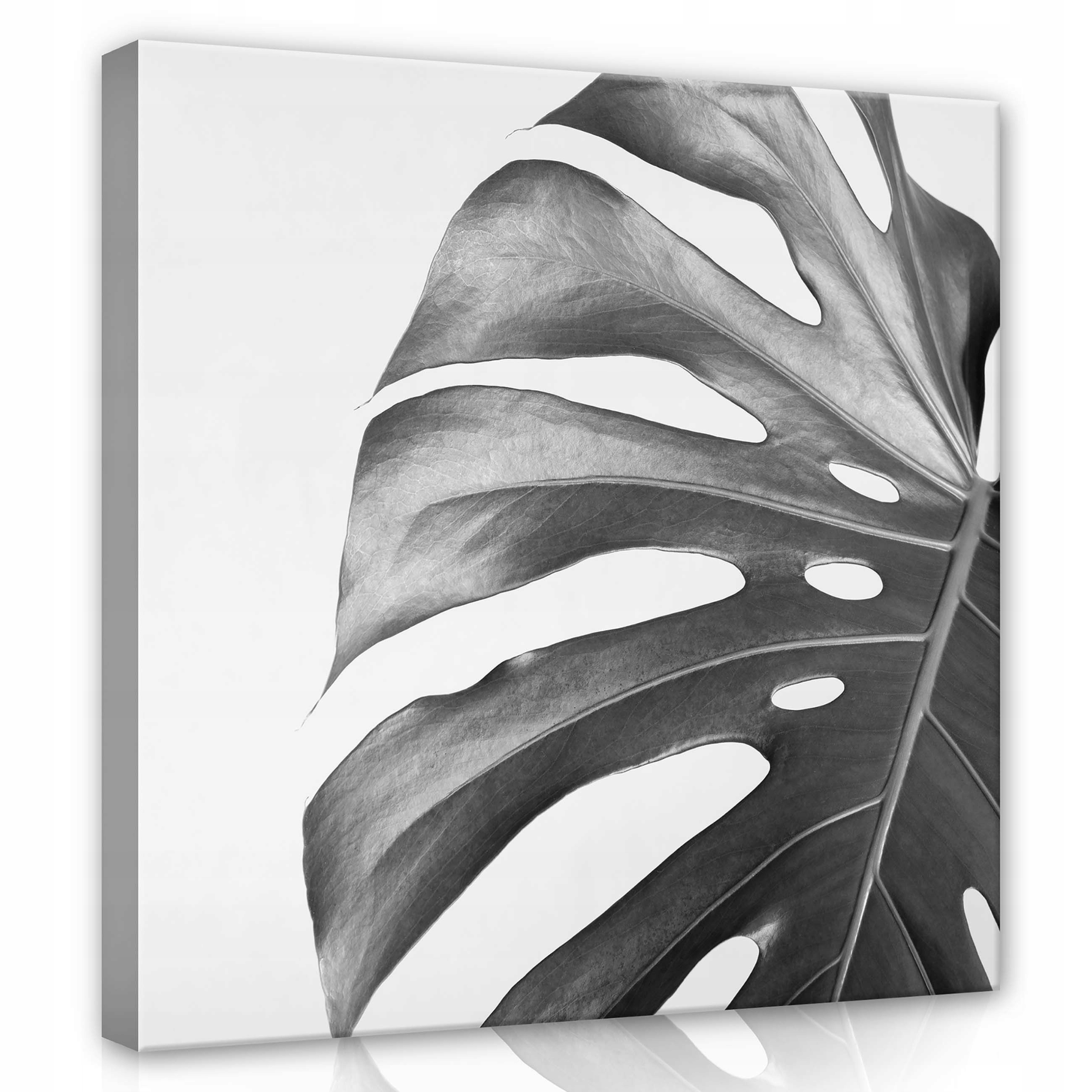 Obraz 80x80 Monstera list botanika minimalismus příroda černá bílá