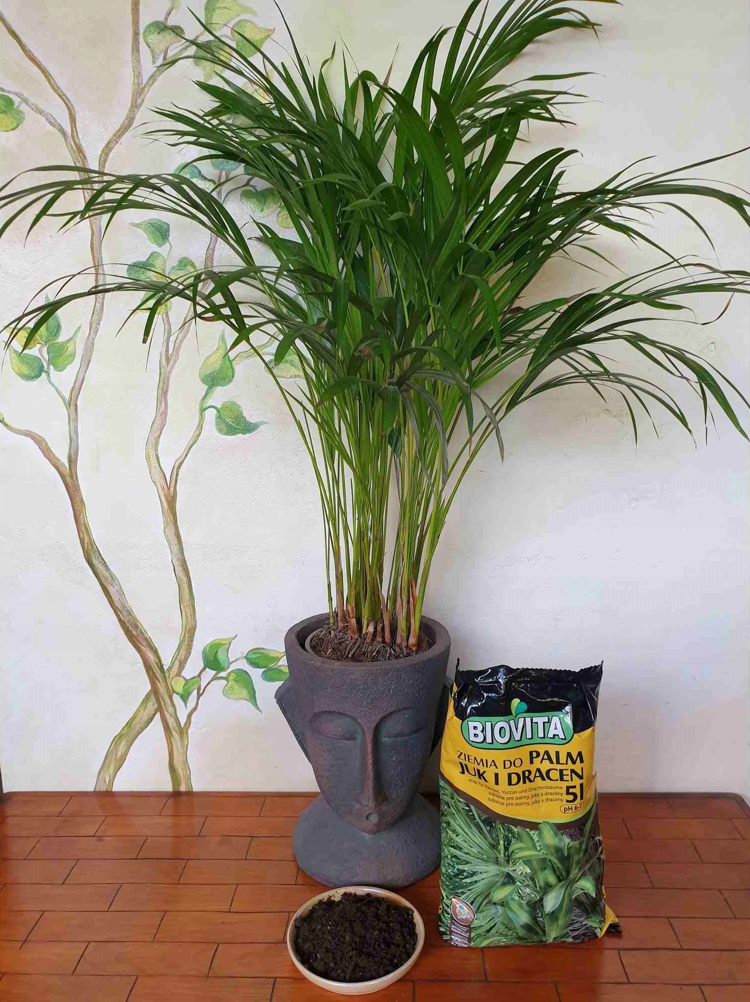 ZIEMIA PODŁOŻE DO ROŚLIN PALM JUK DRACEN +NAWÓZ 5L Rodzaj ziemia uprawna