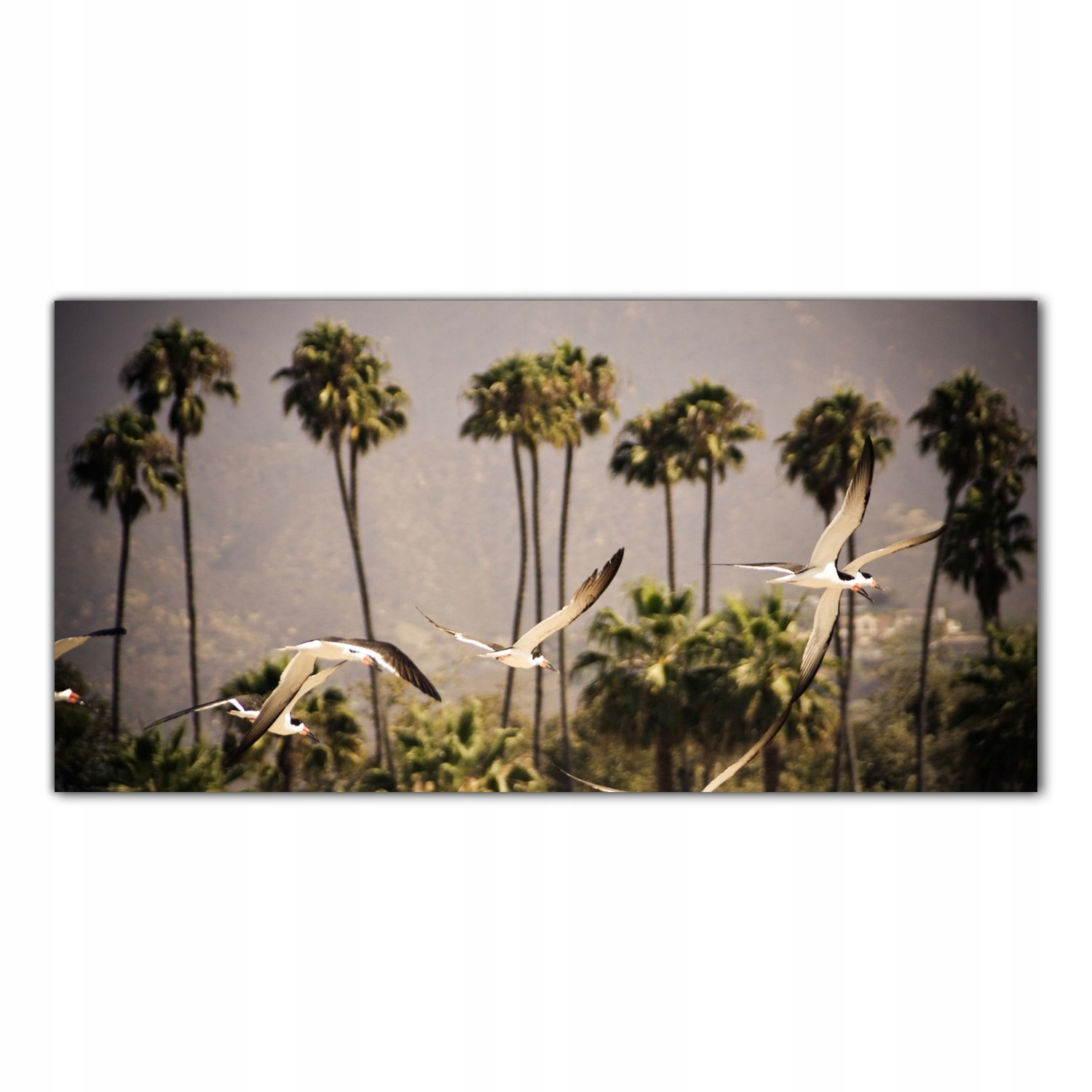 

Obraz na szkle Foto Kalifornia Palmy Ptaki 140x70