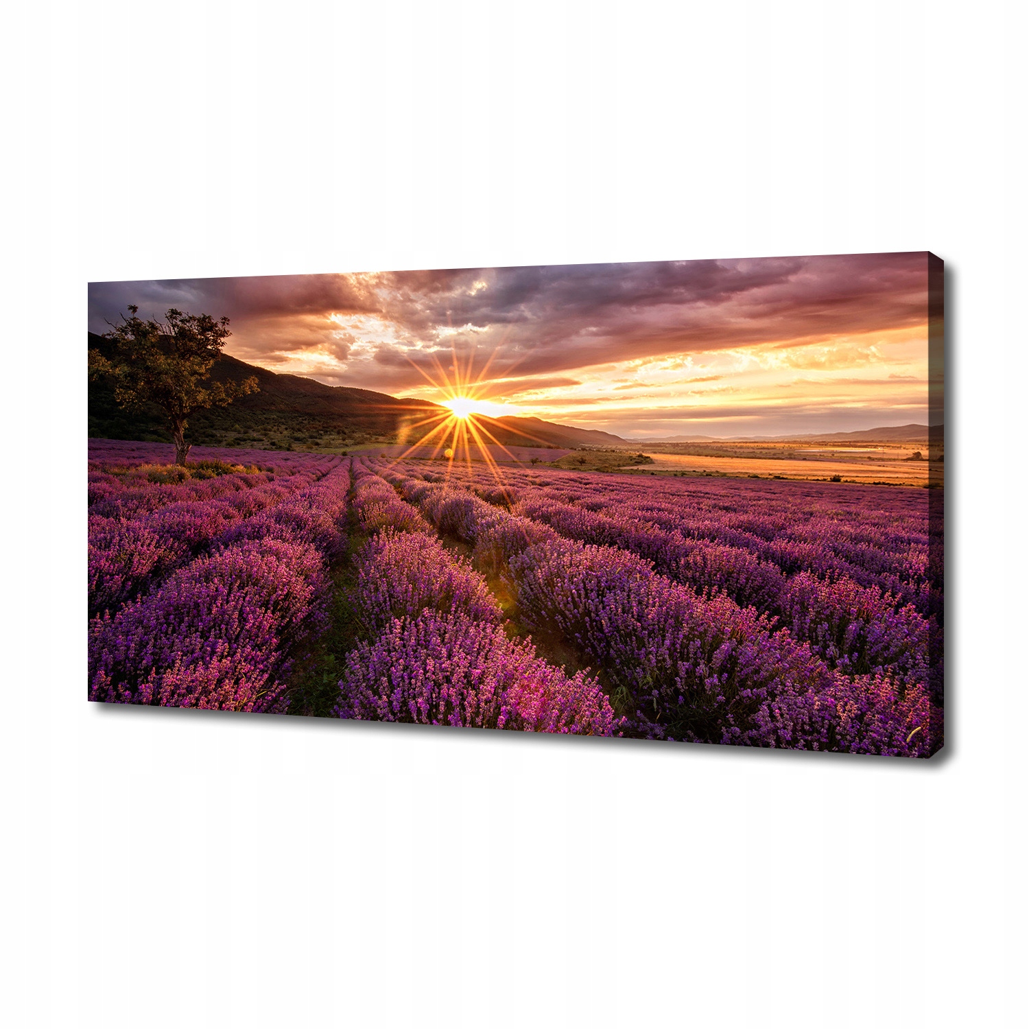 Fotoobraz velký na plátně Pole levandule 140x70 cm