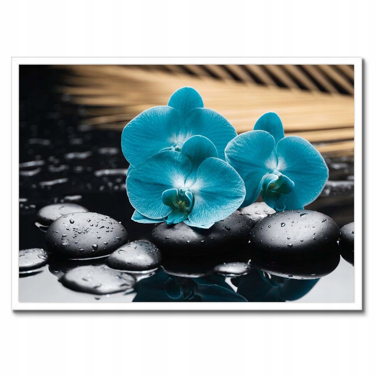 Plakáty v rámu 70x50 Tyrkysový orchidej Květina