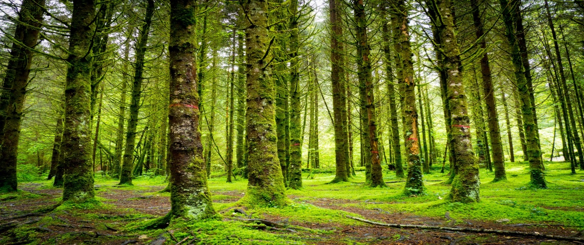 

Fototapeta Flizelinowa Drzewa 250x104