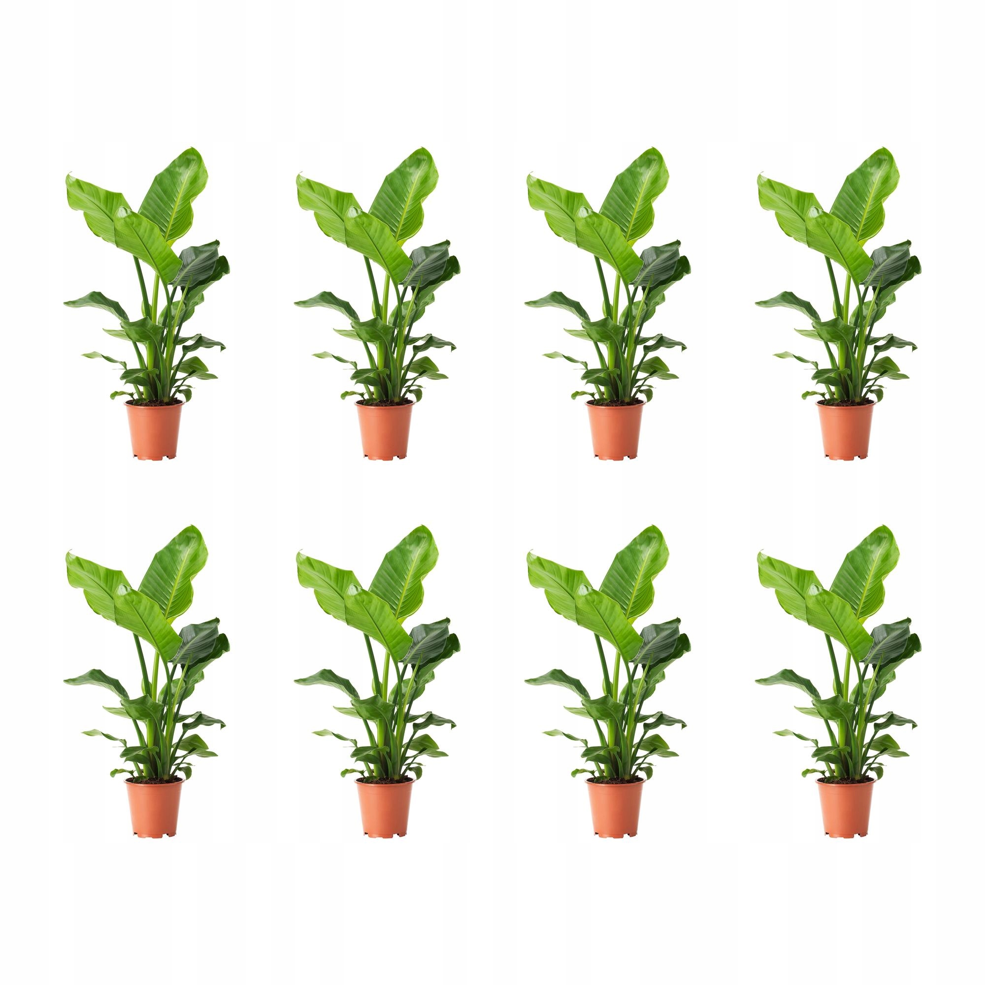 8 szt. Strelitzia Roślina doniczkowa Rajski ptak 19 cm Zielona Oaza