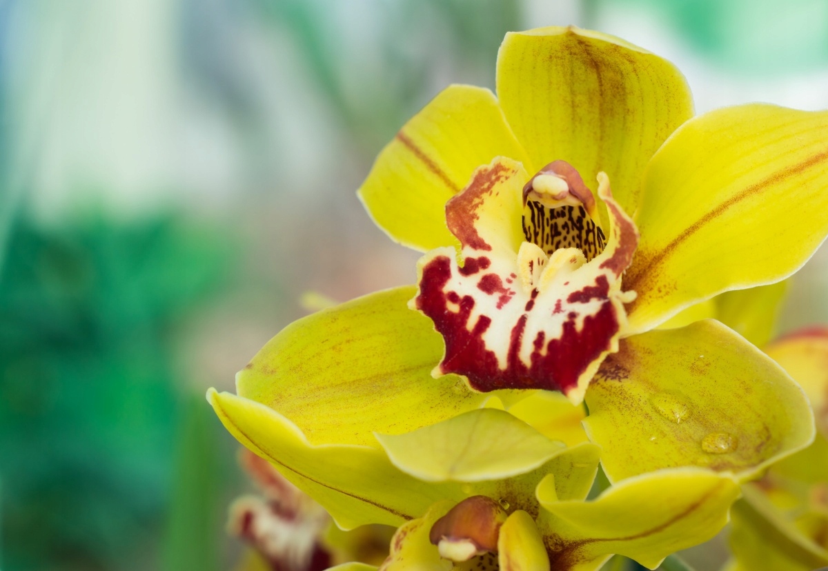 

Tapeta flizelinowa Żółta orchidea 152x104