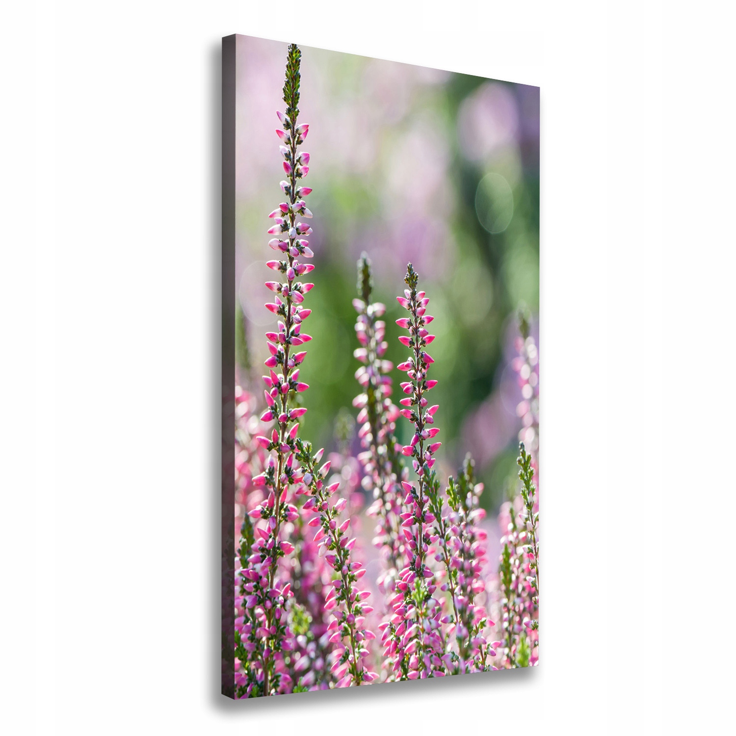 

Foto-obraz zdjęcie na płótnie Wrzos 50x100 cm
