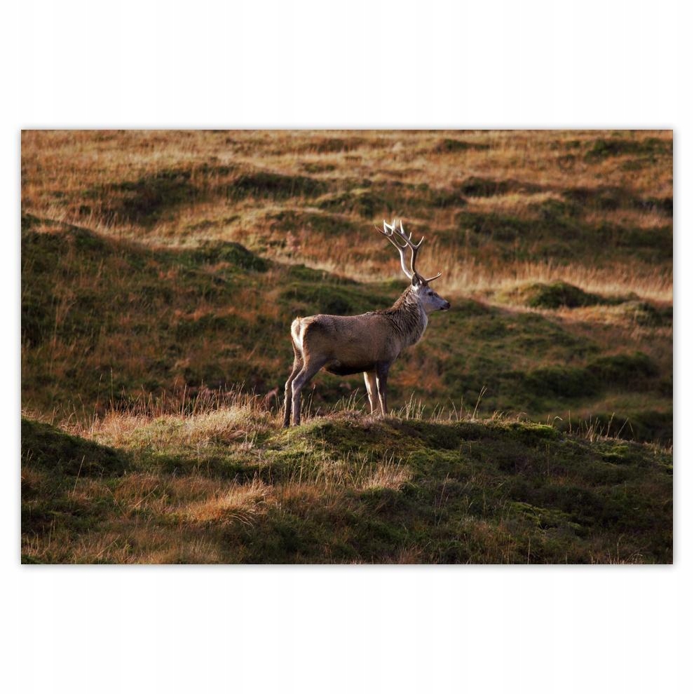 

Plakat 60x40 Jeleń w naturze Łowiectwo