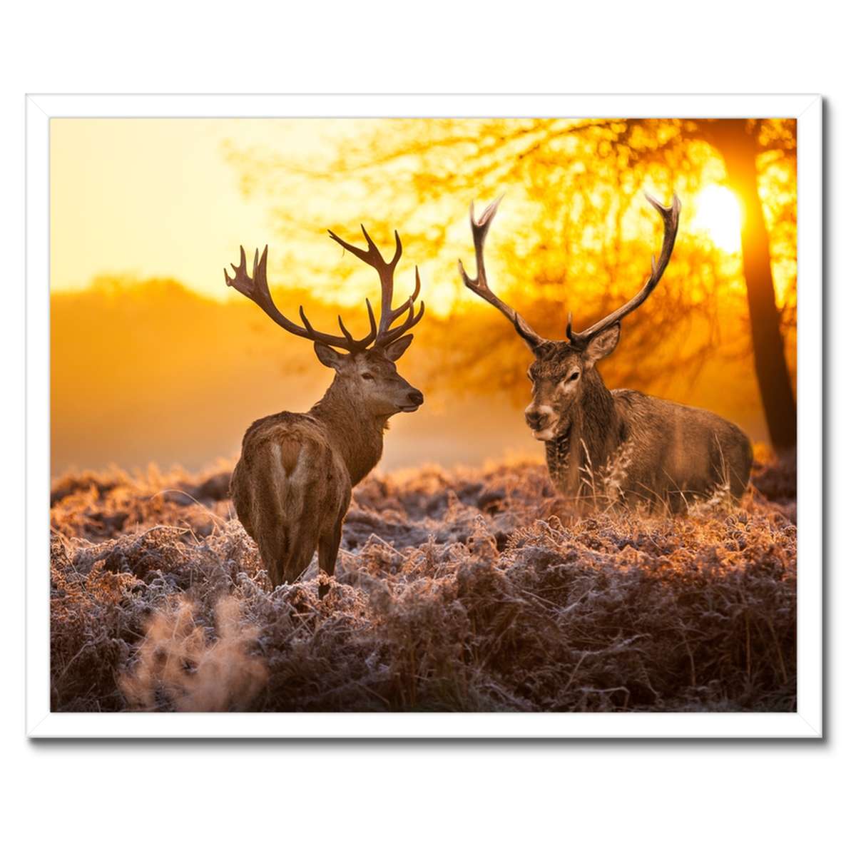 Plakáty v rámu 50x40 Jeleni po ránu