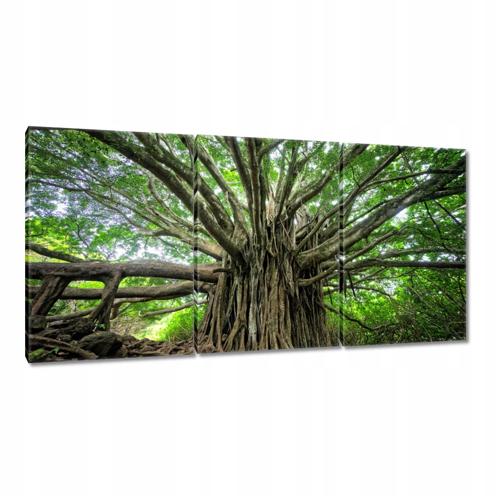 

Obrazy 120x60 Drzewo Drzewa Widok