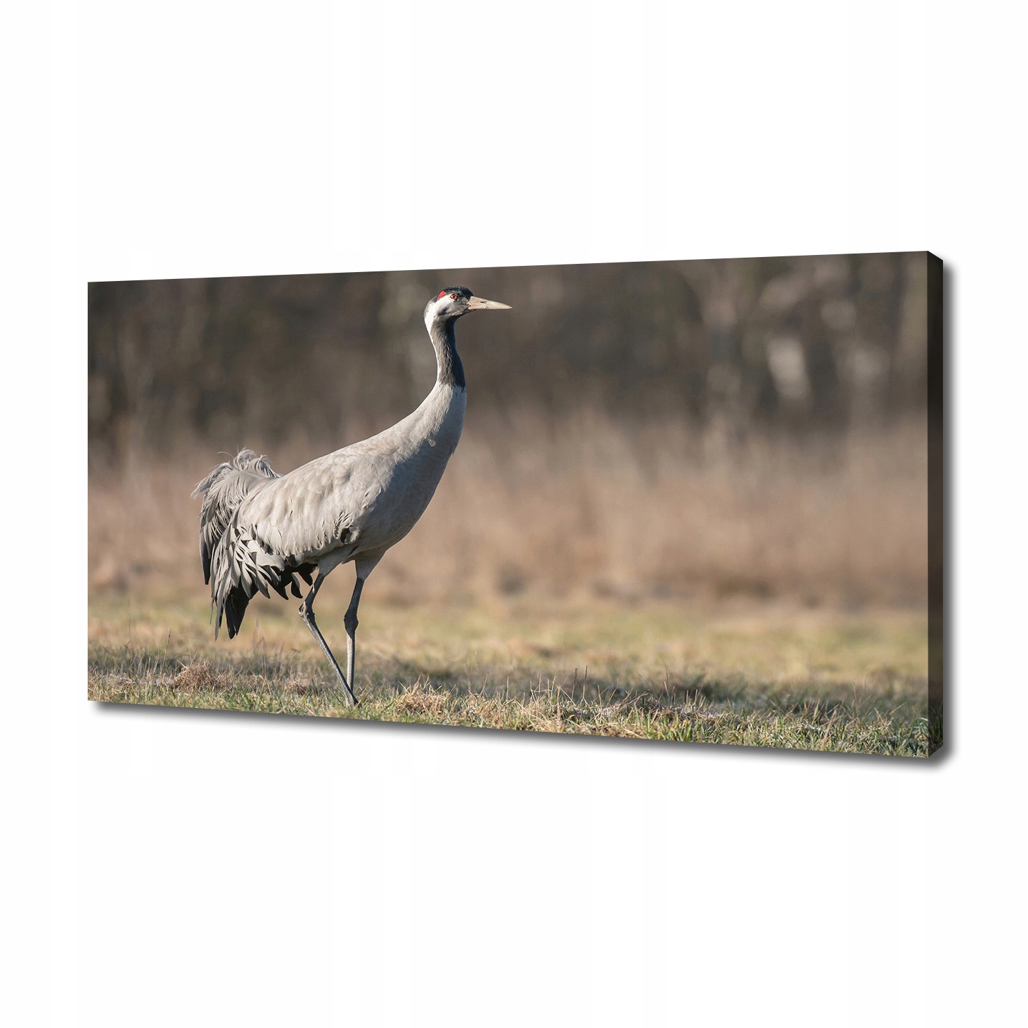 

Foto obraz duży canvas na ścianę Żuraw 140x70 cm