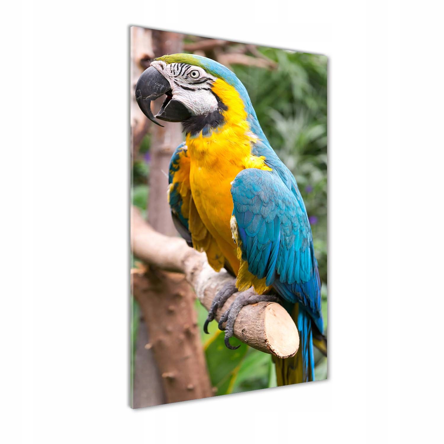 

Foto obraz akrylowy na ścianę Papuga Ara 60x120cm