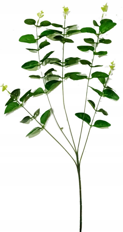 

Eukaliptus 5 Gałązek Woskowanych 65 cm
