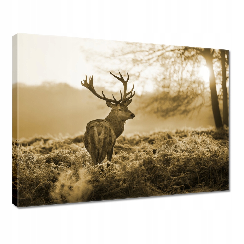 

Obraz 40x30 Jeleń Sepia
