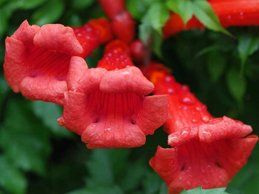 Milin amerykański Flamenco C2