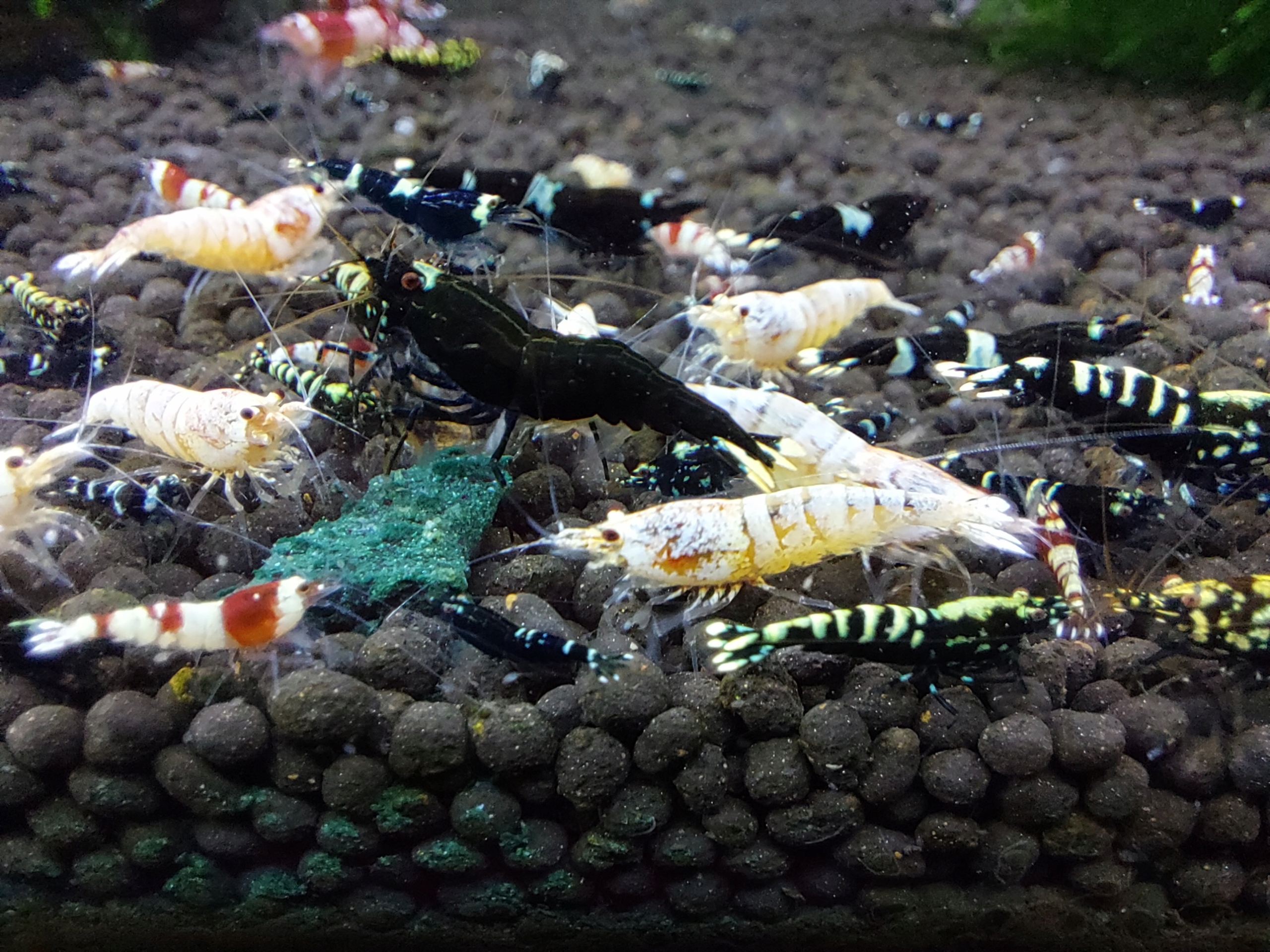 Krewetki Caridina MIX - poselekcyjny.
