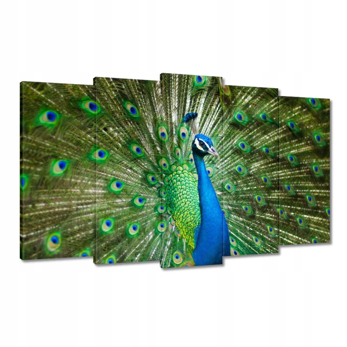 Obrazy 100x60 Paw v období páření