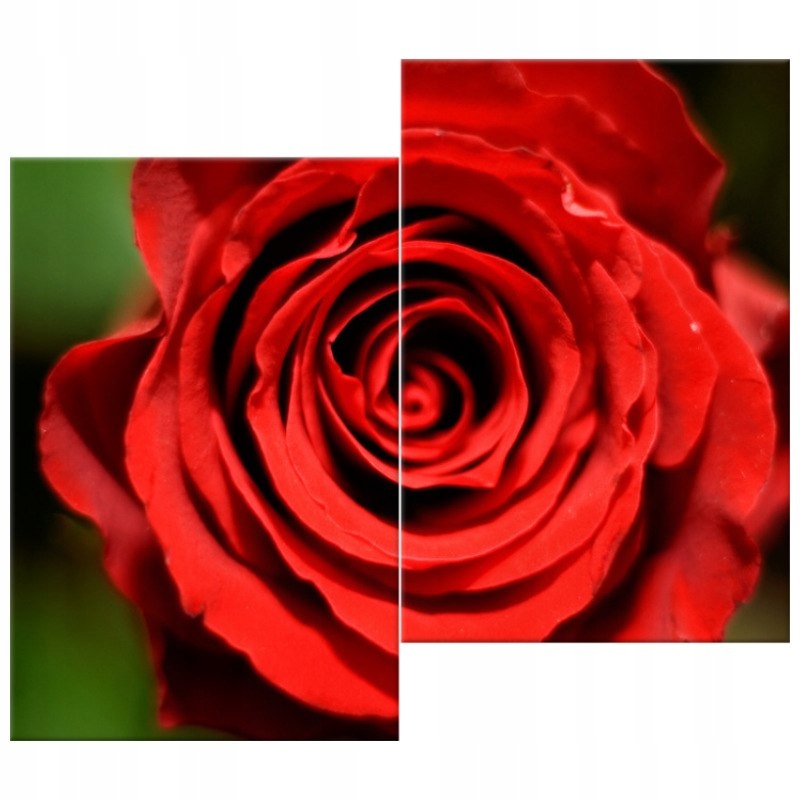 

Piękna rozkwitająca róża 80x70 Foto-obraz Na Płótn