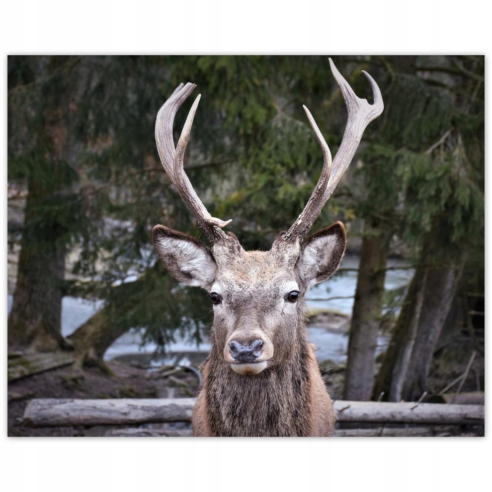 

Plakat 50x40 Rogacz Jeleń Poroże