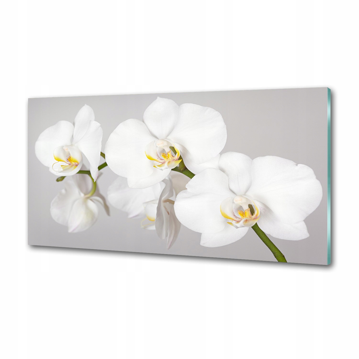Panel medzi nábytkom v kuchyni Orchidea 100x50 Lepidlo