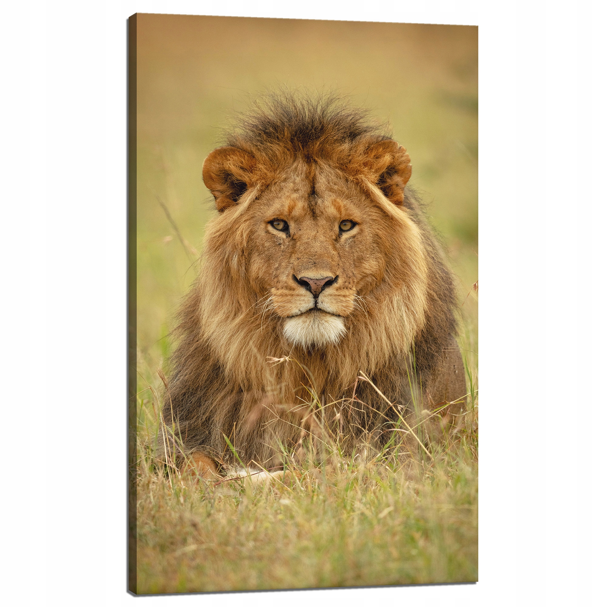 Obraz na plátně Lev na trávě Zvíře Příroda 60x100 cm