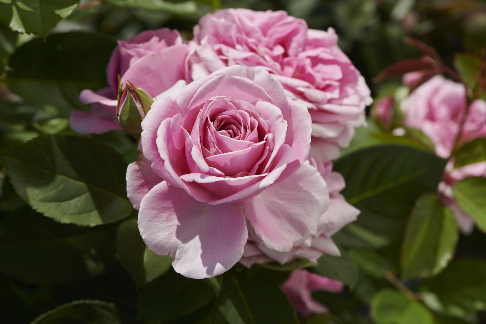 Róża Pachnąca MIRANDA Renaissance Wielkokwiatowa Różowa PREMIUM Doniczka XL