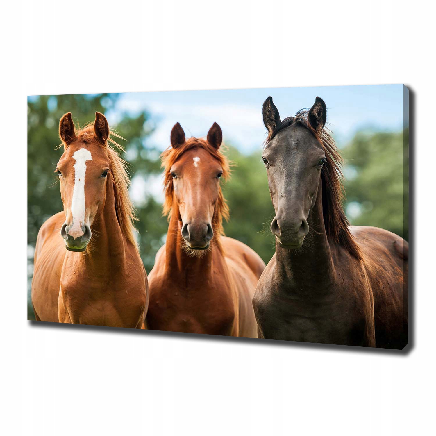 

Foto obraz canvas na ścianę Trzy konie 100x70 cm