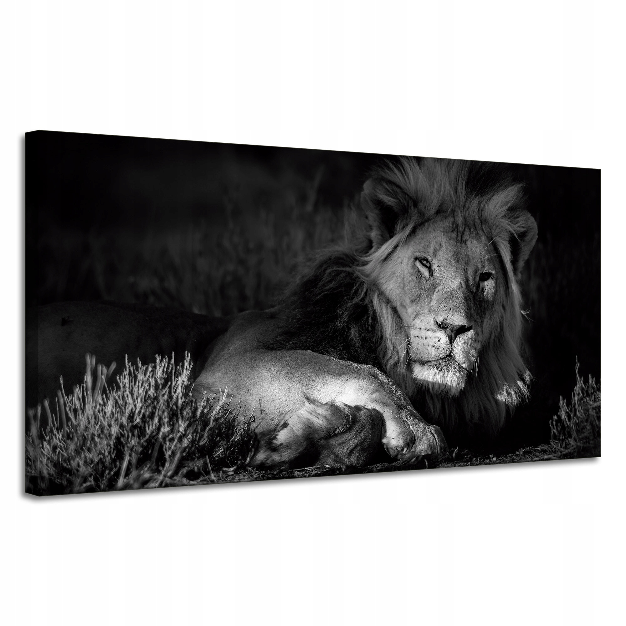 Obraz na plátně Tmavé barvy Lev Klid 120x60 cm Ideální jako dárek