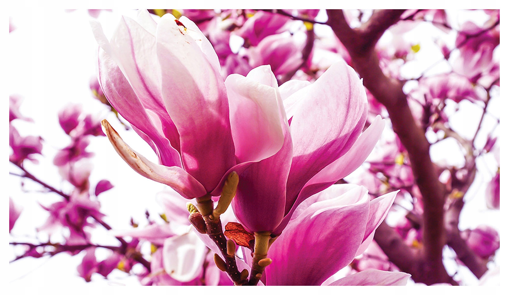 Fototapeta Magnolie vinylová Kvety na stenu 254x184 lepidlo