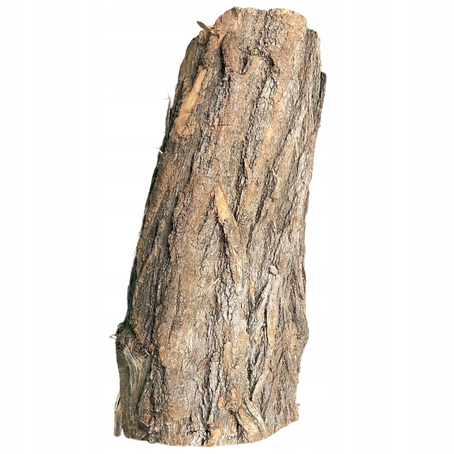 AKACJA do Wędzenia drzewo do Kominka na Ognisko na Grill 1KG Marka bez marki