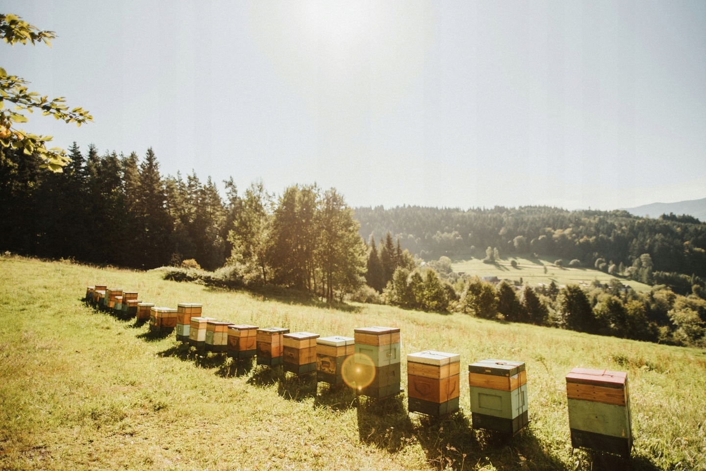 Repce méz nektár 2025 230g Szilárd a méhésztől Miody Ceremuga Állag fix