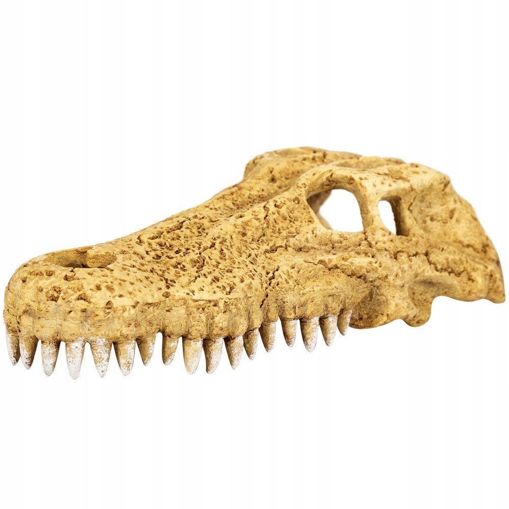 Levně Repti-Zoo Crocodile Skull M lebka krokodýla