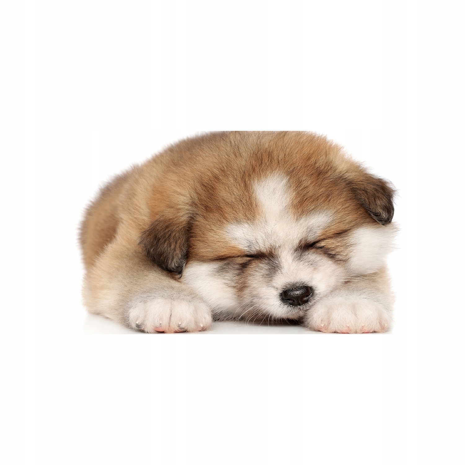 

Foto obraz akryl Szczeniak Akita zdjęcie 140x70 cm