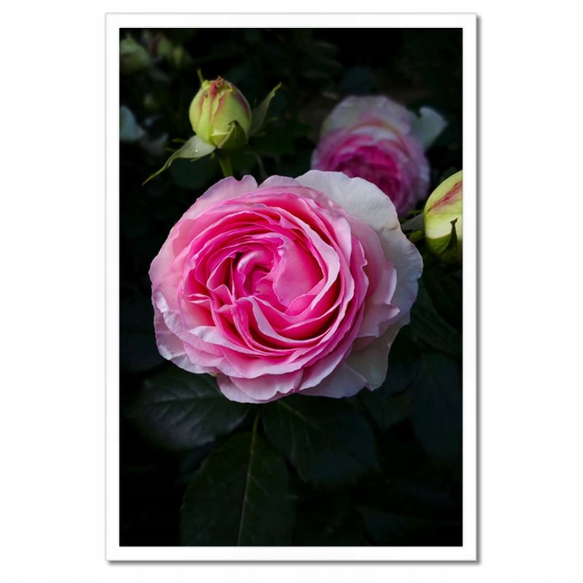 Plakáty v rámu 40x60 Keř růžových růží