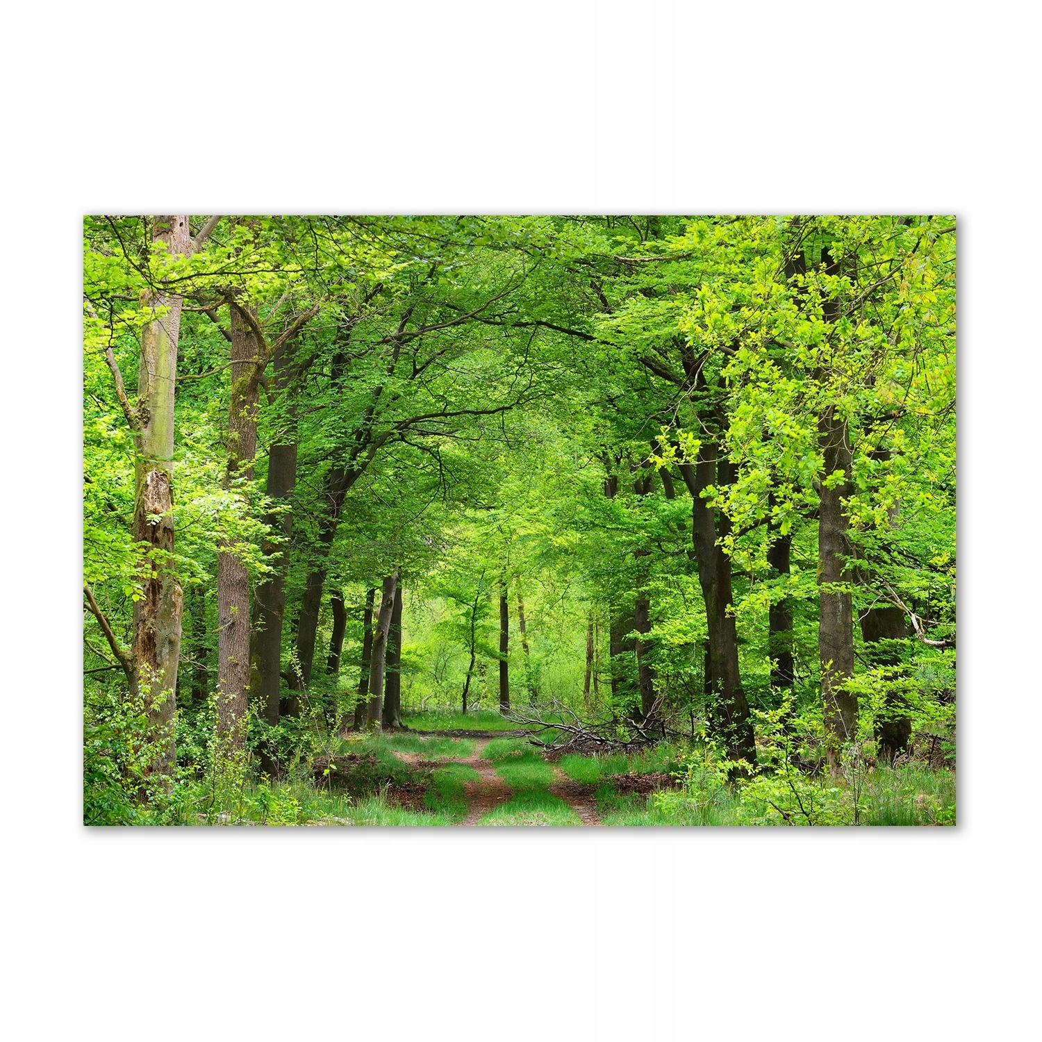 

Foto obraz szkło hartowane Wiosenny las 100x70