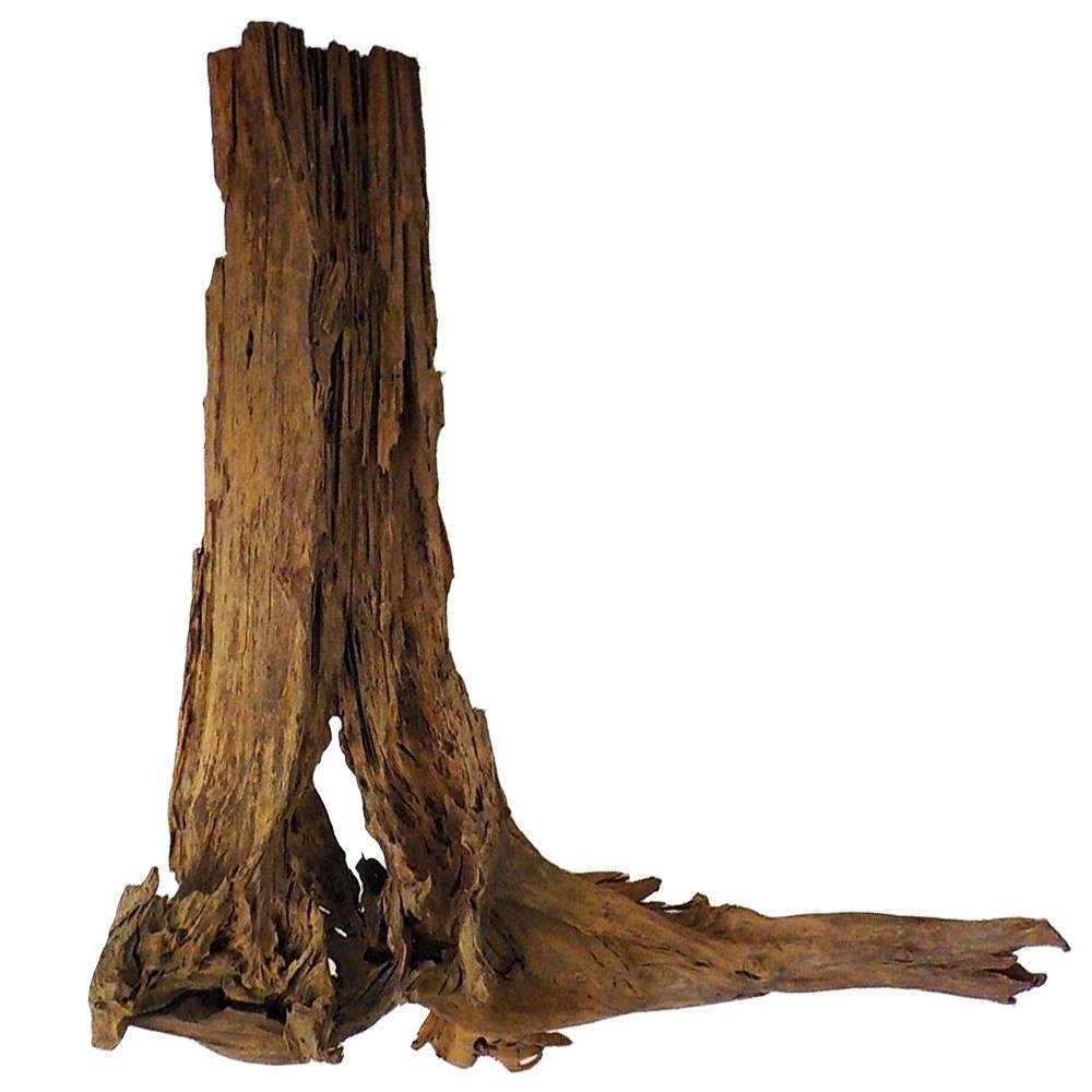 Levně Philippines Classic Driftwood mangrovník z vody XXL 70 cm 110 cm