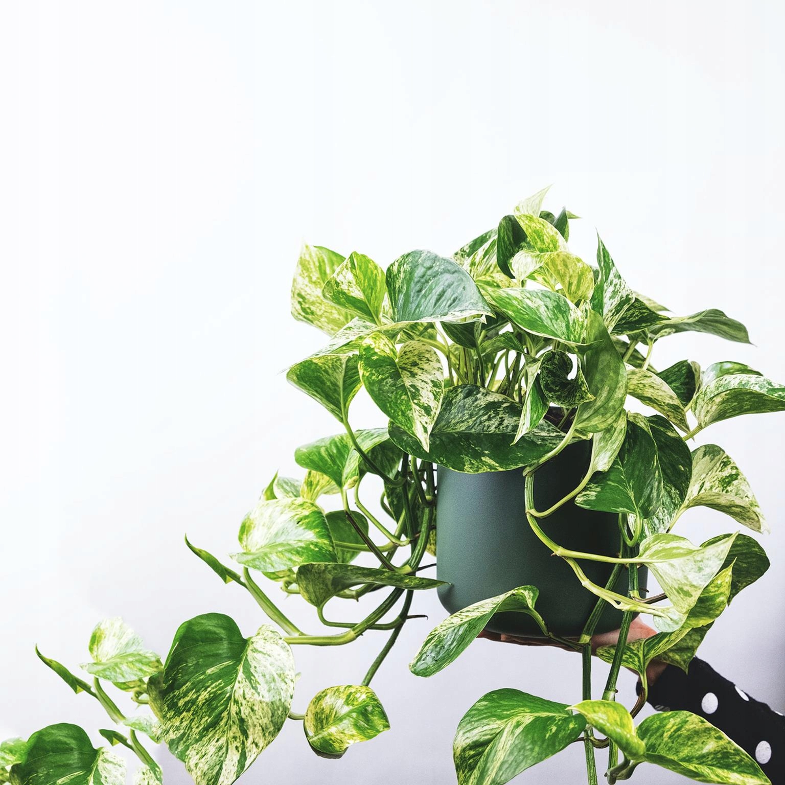 Golden Nanmu Plant For Sale
