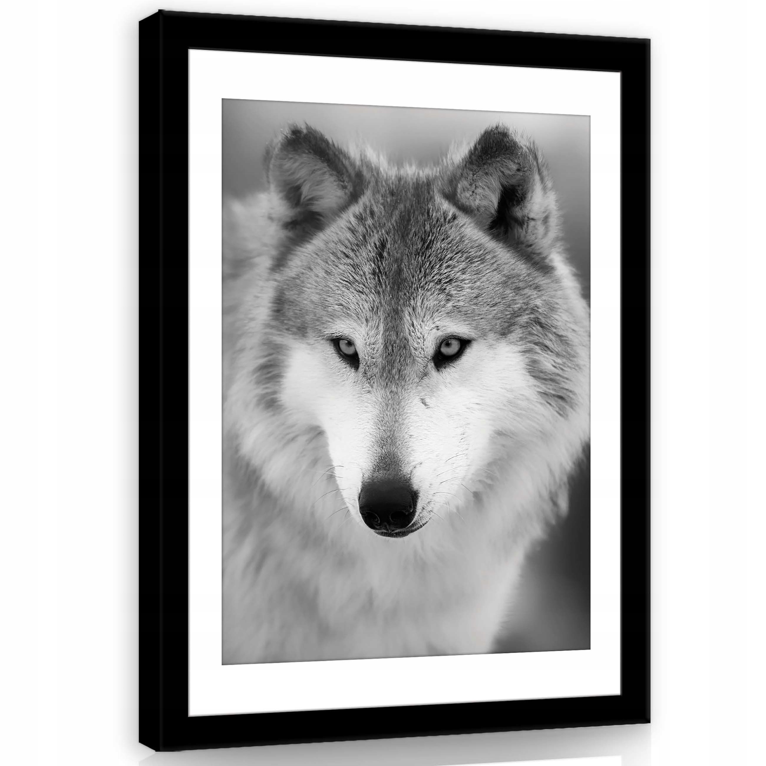 Obraz 50x70 Vlk portrét přiblížení černobílé divoká příroda zvíře les