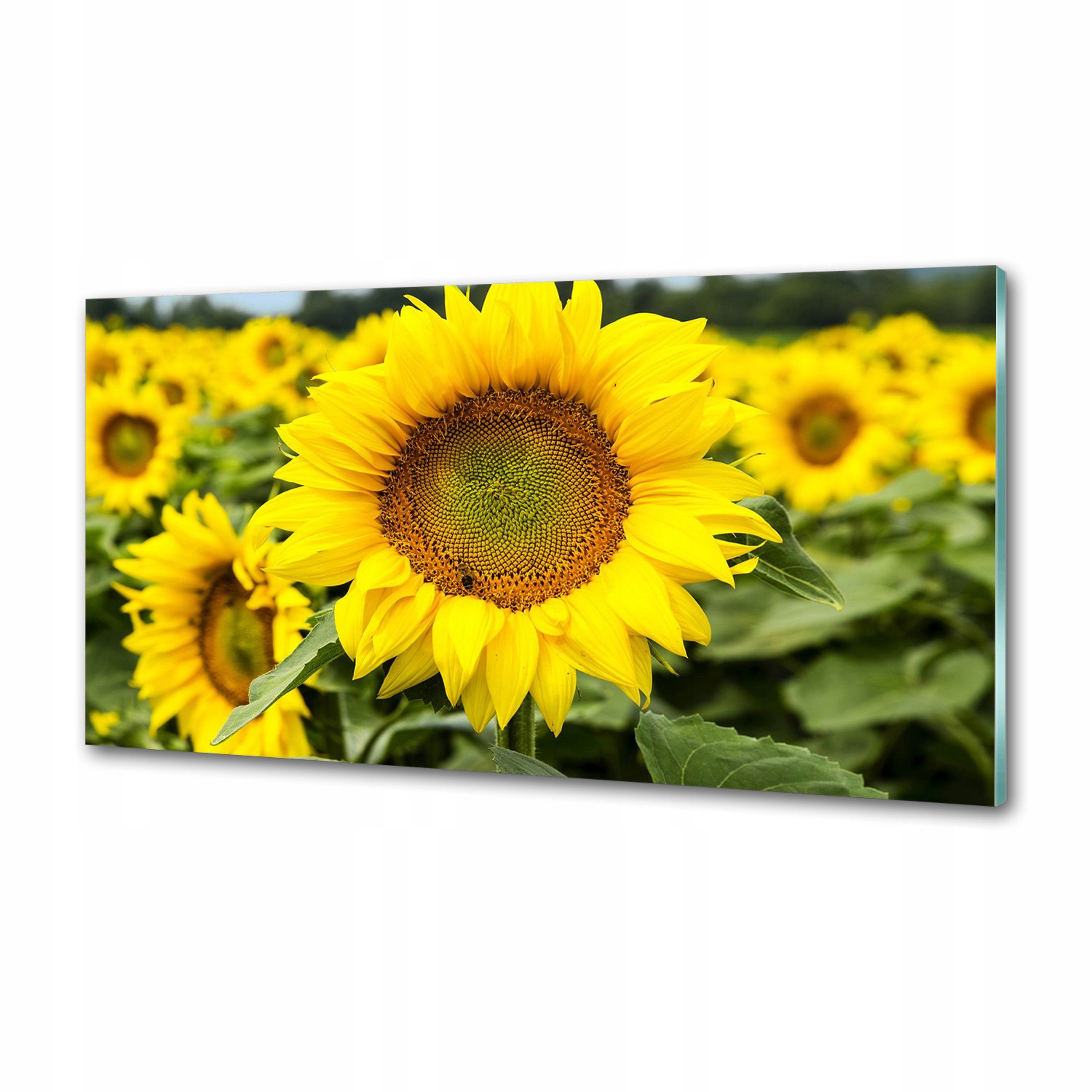 Panel do kuchyne Pole slnečníc 100 x 50 cm Lepidlo