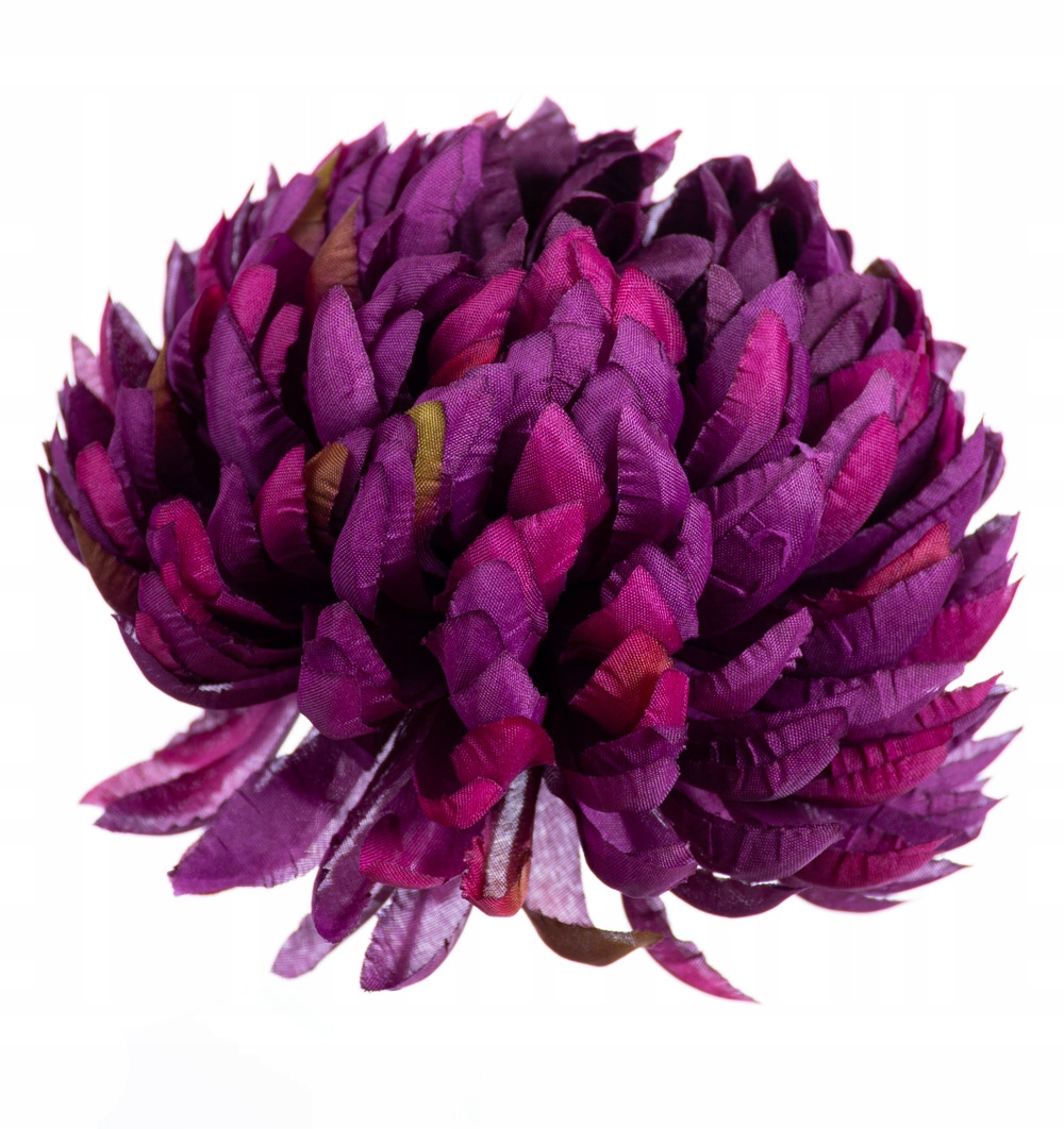 

Chryzantema ananas purpurowo fioletowa do wiazanek