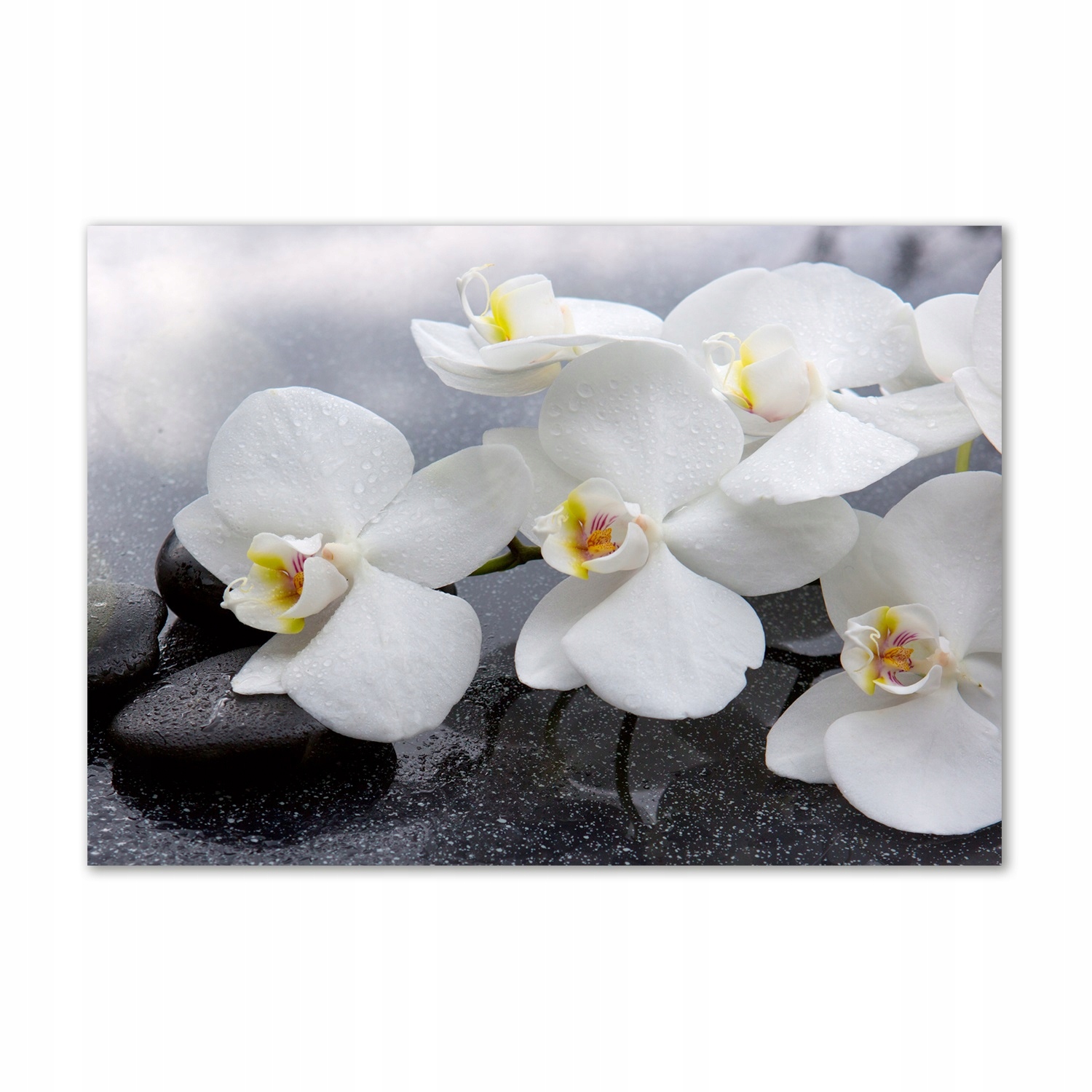 

Foto obraz szkło hartowane Orchidea 100x70