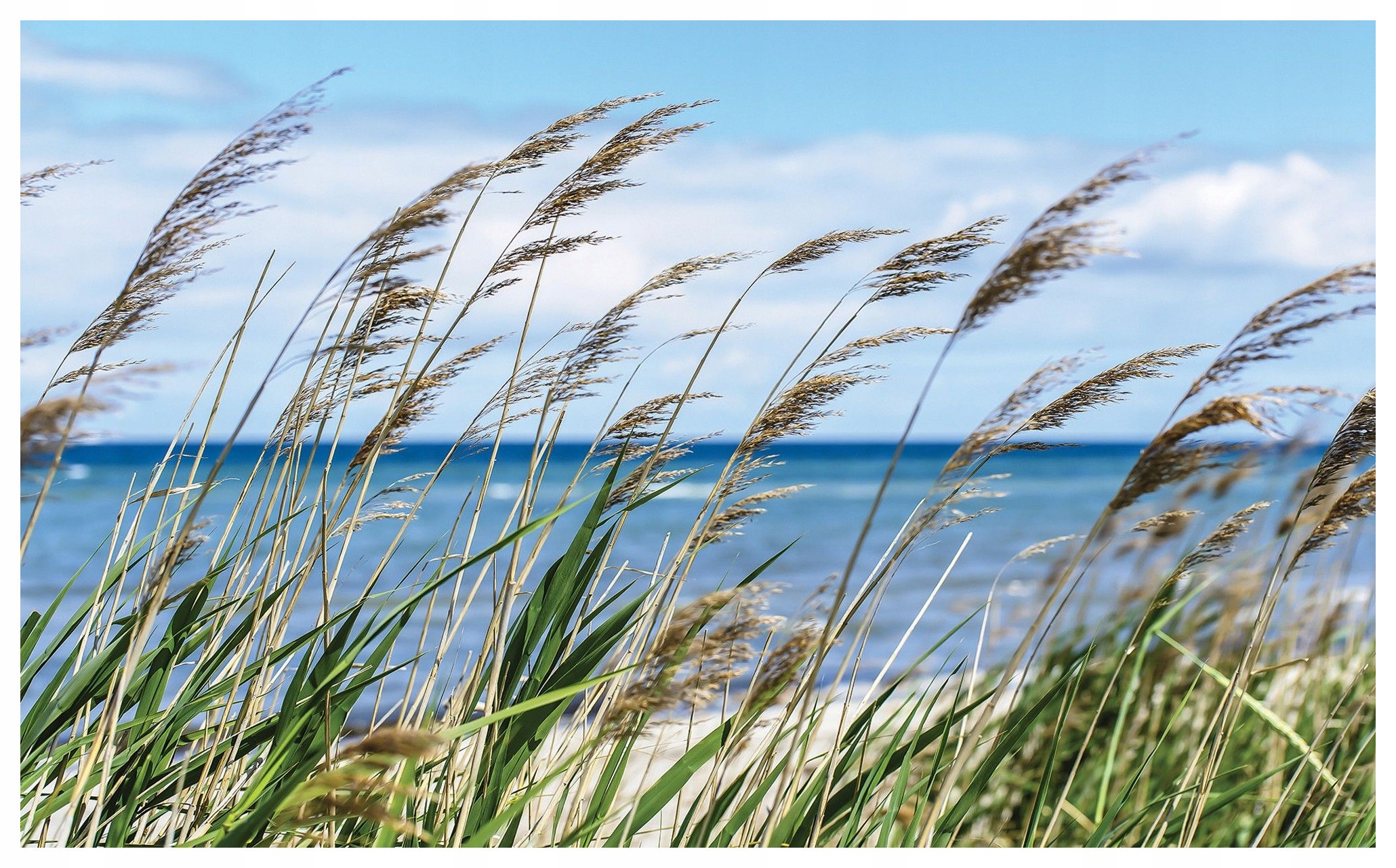 Fototapeta Moře Tráva Voda Relax Harmonie Bryza Světle Modrá 250x175 lepidlo