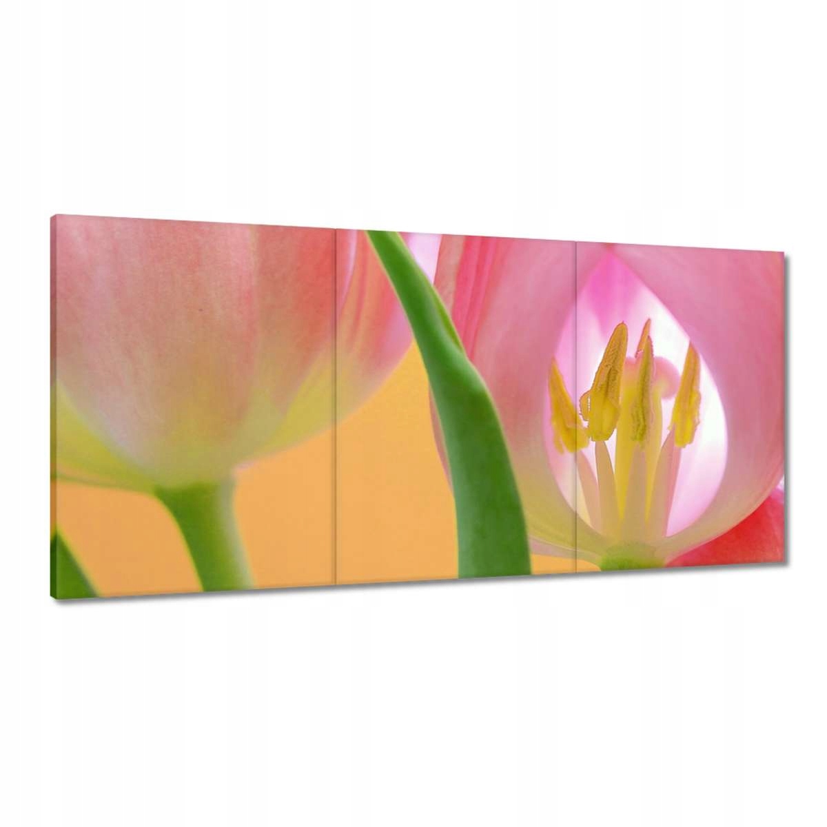 Obrazy 180x90 Ružové tulipány