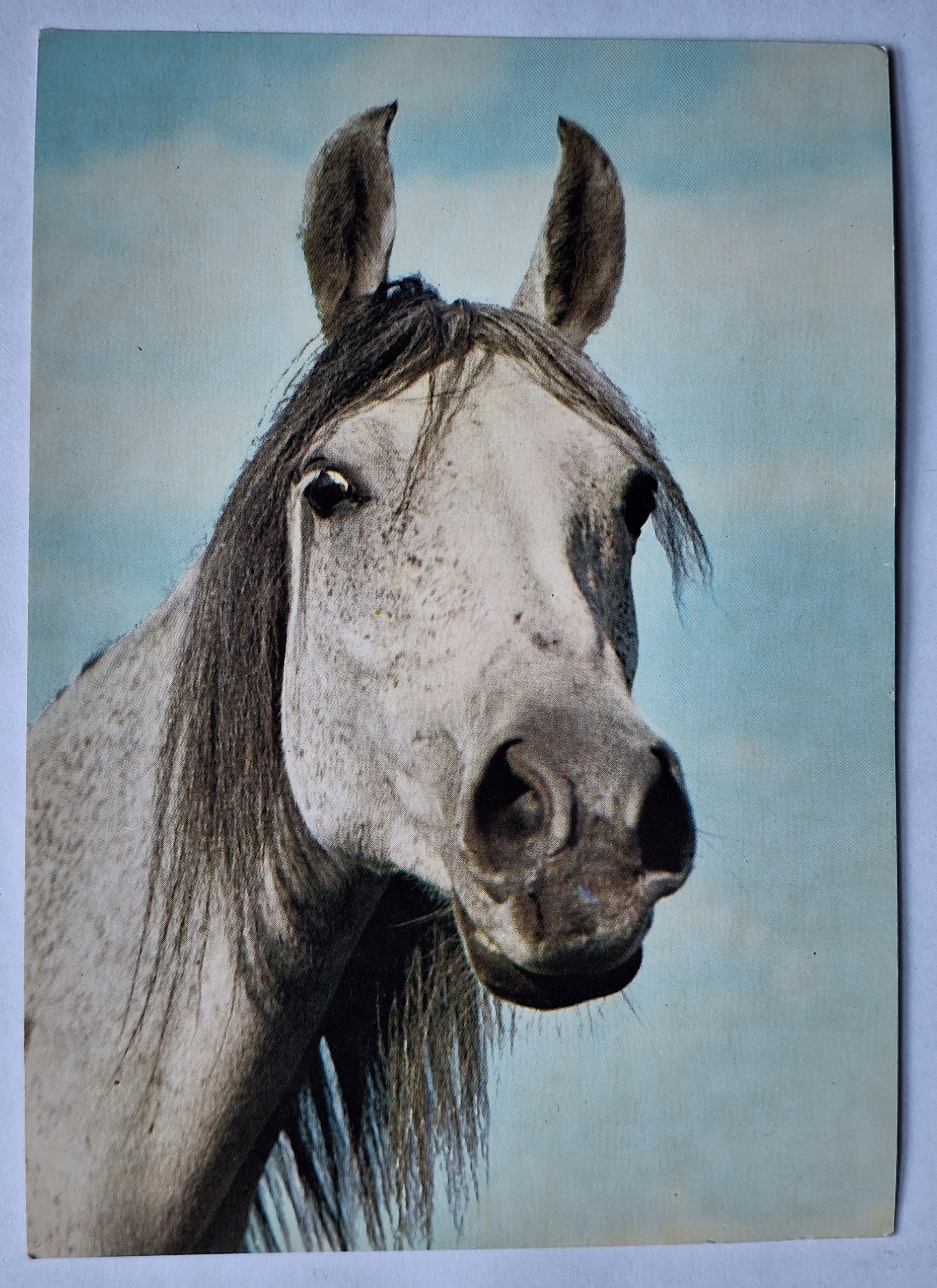 BAJKA - STADNINA KONI W JANOWIE PODLASKIM