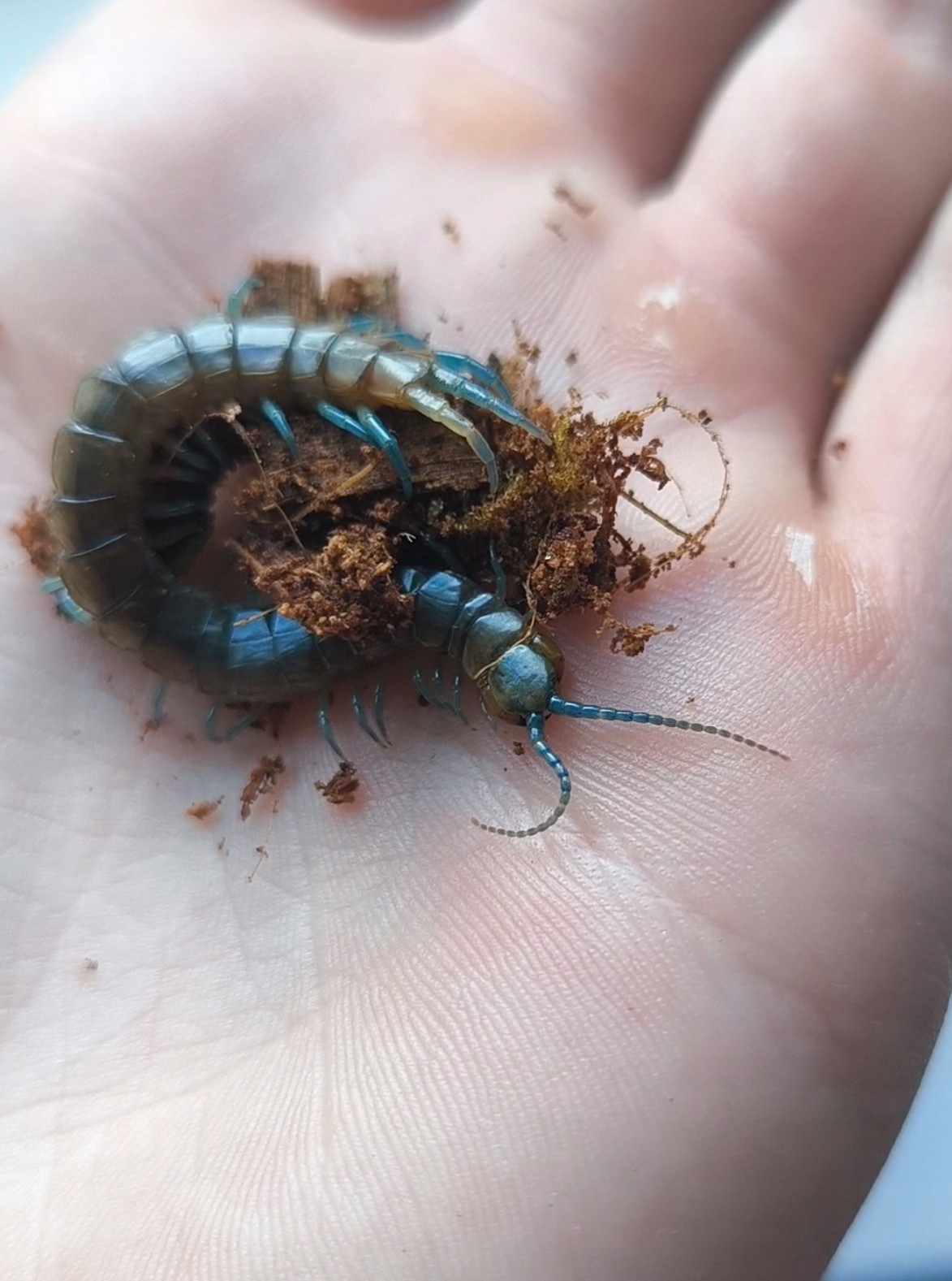 Сколопендра сколопендра голубая 7см