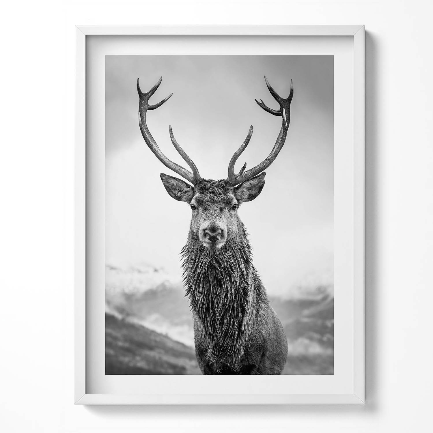 Obraz s bílým rámem a grafikou na zeď Černobílé zvíře jelen 60x80 cm